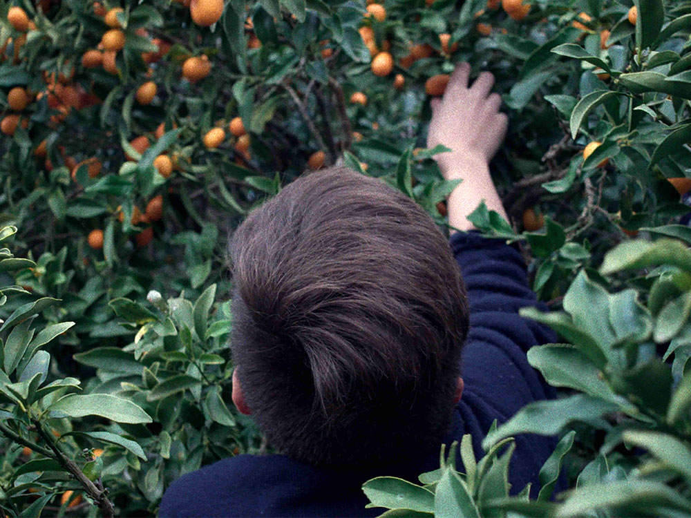 Boy picking orange fruit from orchard, viewed from behind
