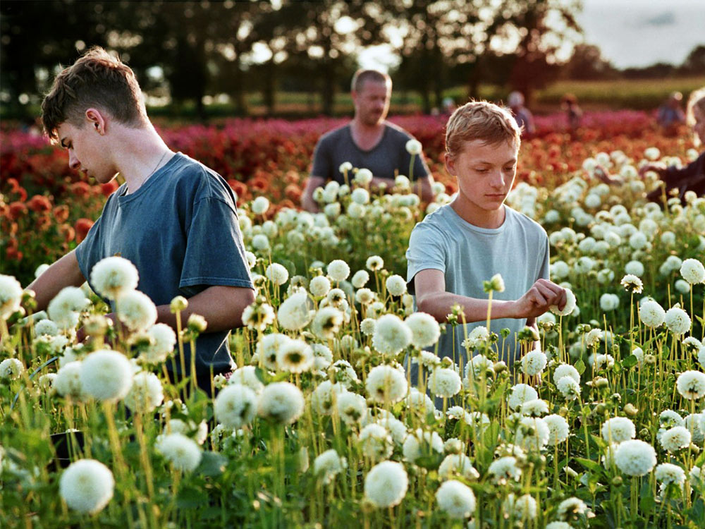 Two young people walk through a field of bright round white flowers, picking them