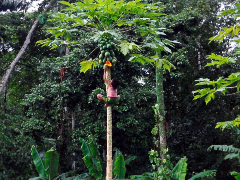 A young child climbs a tree in a forest to pick large green fruits