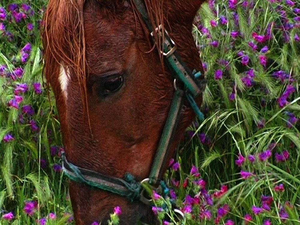 A horse's head among a field of green plants with bright purple flowers