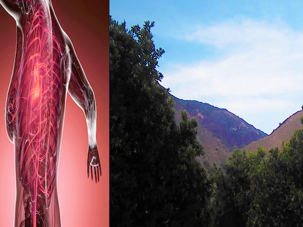 Two images side by side - an illustrated diagram of the body's blood circuits, and a grainy mountainscape behind treetops