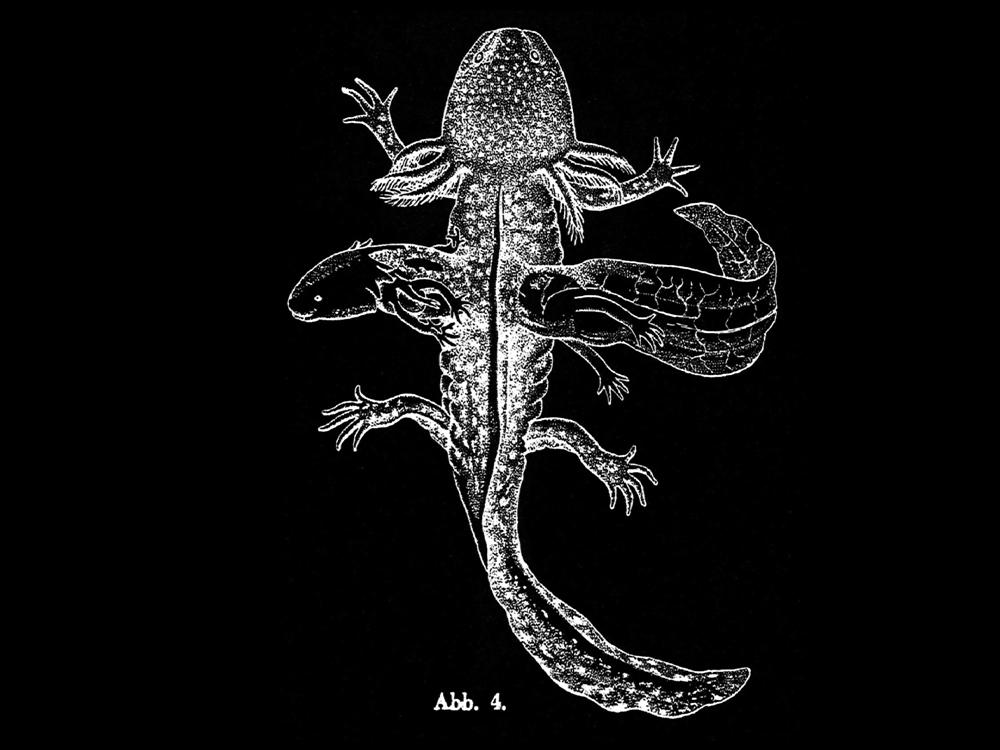 A scientific drawing of an axolotl in white, against a black background
